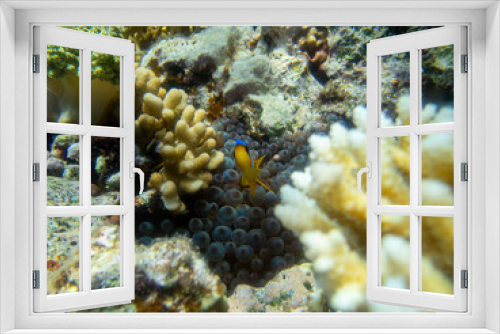 Fototapeta Naklejka Na Ścianę Okno 3D - Bright inhabitants of the coral reef in the Red Sea, Egypt, Hurghada