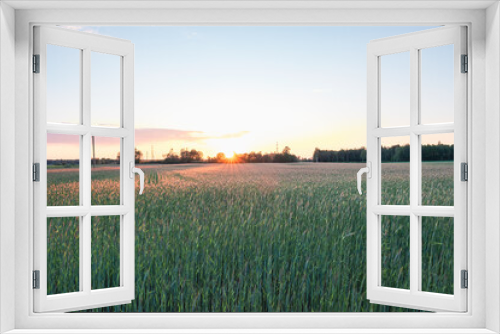 Fototapeta Naklejka Na Ścianę Okno 3D - Picturesque view of growing field of rye in sunset with blue sky in background. Summer evening.