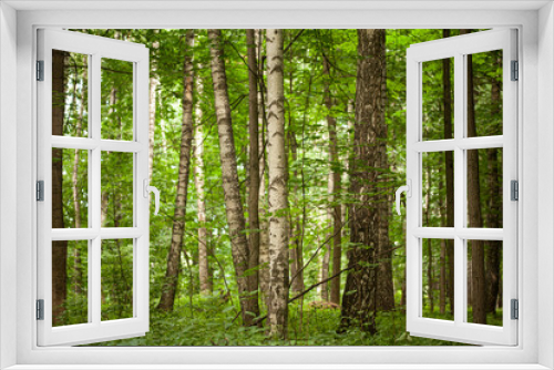 Fototapeta Naklejka Na Ścianę Okno 3D - Scenic Forest of Fresh Green Trees, Morning in the Forest, Beautiful Park, Summer Landscape, Birch Grove