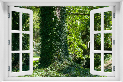 Fototapeta Naklejka Na Ścianę Okno 3D - Las pień drzewa porośnięty zielonym bluszczem