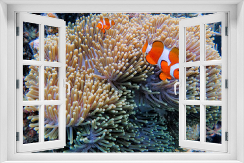 Fototapeta Naklejka Na Ścianę Okno 3D - Indonesia Anambas Islands - Clownfish and Sea Anemone - Amphiprioninae