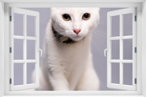 Fototapeta Naklejka Na Ścianę Okno 3D - Close-up of young white cat looking at the camera on gray background