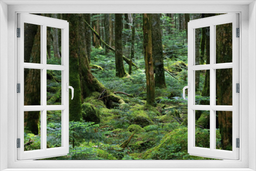 Fototapeta Naklejka Na Ścianę Okno 3D - 木洩れ日がさす、美しい苔の森と原生林