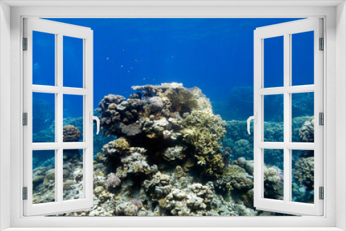 Fototapeta Naklejka Na Ścianę Okno 3D - Coral reef with hard corals at the bottom of tropical sea, underwater landscape