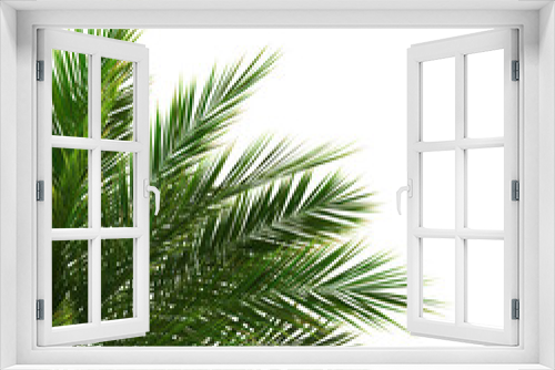 Fototapeta Naklejka Na Ścianę Okno 3D - 3D Green palm tree