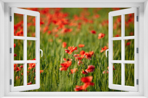 Fototapeta Naklejka Na Ścianę Okno 3D - a field of red poppies on a sunny morning day