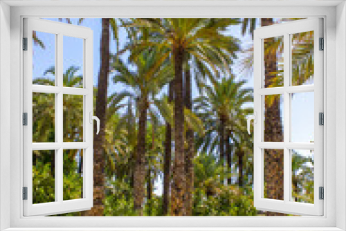 Fototapeta Naklejka Na Ścianę Okno 3D - Beautiful landscape of Elche. Municipal park with tall palm trees and green gardens. Mediterranean coast. Paradise with palm trees.