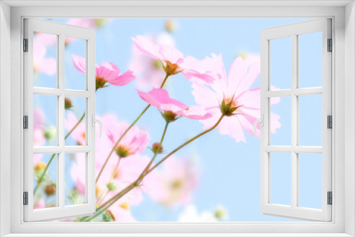 Fototapeta Naklejka Na Ścianę Okno 3D - 青空に咲くピンク色のコスモス