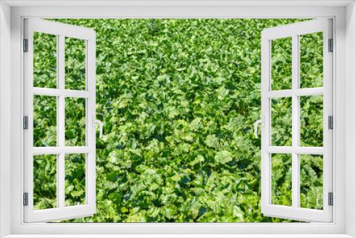 Fototapeta Naklejka Na Ścianę Okno 3D - Agricultural field of sugar beet, growing and caring, harvesting vegetables. Green background from leaves