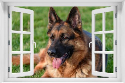 Fototapeta Naklejka Na Ścianę Okno 3D - close-up of a german shepherd dog lying on the grass, on the grass, with his mouth half-open and staring beyond the photo and his ears pricked.