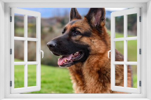 Fototapeta Naklejka Na Ścianę Okno 3D - close-up of a german shepherd dog's half-profile head with mouth half open, ears pricked. Serene and with an attentive look. In the background the field and forest blurred