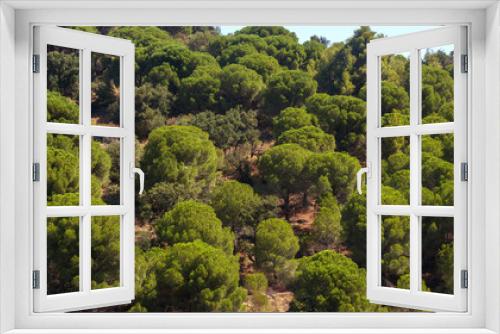 Fototapeta Naklejka Na Ścianę Okno 3D - Set of green umbrella pines trees on mediterranean coast
