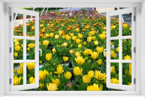 Fototapeta Naklejka Na Ścianę Okno 3D - yellow flower shop