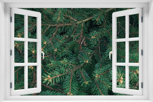 Fototapeta Naklejka Na Ścianę Okno 3D - Beautiful branches of coniferous tree, closeup view