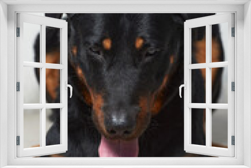 Fototapeta Naklejka Na Ścianę Okno 3D - Portrait of a big black dog