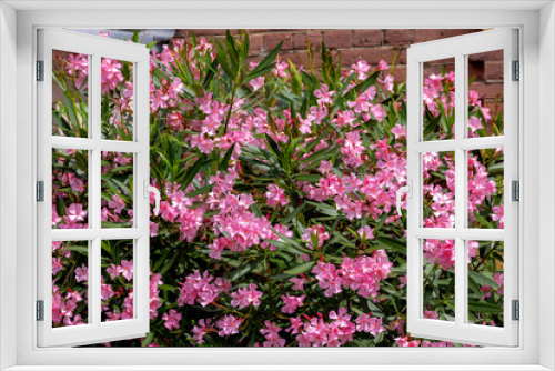 Fototapeta Naklejka Na Ścianę Okno 3D - Selective focus of bush of beautiful pink flower with green leaves in the garden, Nerium oleander is a shrub or small tree in the dogbane family Apocynaceae, Nature floral background.