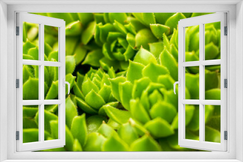 Fototapeta Naklejka Na Ścianę Okno 3D - close up of green plant