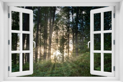 Fototapeta Naklejka Na Ścianę Okno 3D - Sonnenstrahlen zwischen den Bäumen