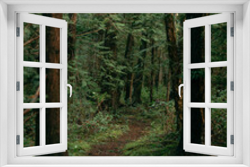 Fototapeta Naklejka Na Ścianę Okno 3D - Trail through a dark green forest, mossy and overgrown