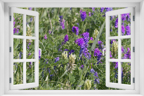 Fototapeta Naklejka Na Ścianę Okno 3D - Wildflowers Blooming in the Field