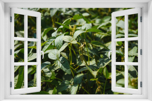 Fototapeta Naklejka Na Ścianę Okno 3D - Open soybean field at sunset.Soybean field.