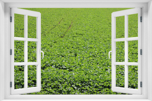 Fototapeta Naklejka Na Ścianę Okno 3D - Beautiful green Soybean field in summer. Glycine max. Agricultural landscape