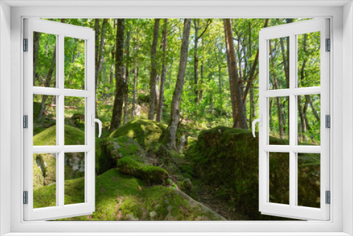Fototapeta Naklejka Na Ścianę Okno 3D - A lot of green trees in the rocky forest