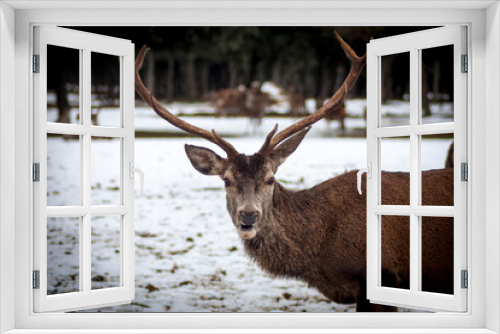 Fototapeta Naklejka Na Ścianę Okno 3D - Deer in the forest