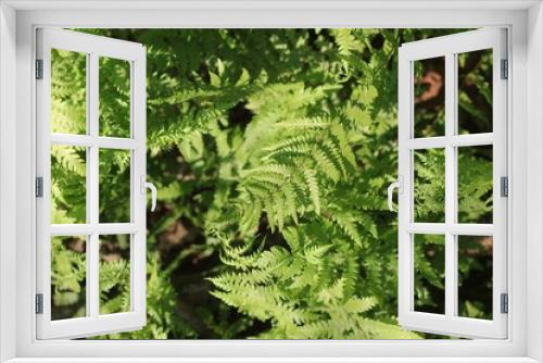 Fototapeta Naklejka Na Ścianę Okno 3D - fern leaf background