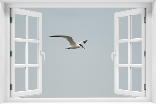 Fototapeta Naklejka Na Ścianę Okno 3D - Common tern with wings spread in flight