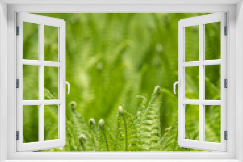 Fototapeta Naklejka Na Ścianę Okno 3D - Young green fern leaves outdoors.