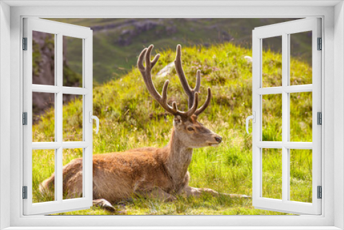 Fototapeta Naklejka Na Ścianę Okno 3D - Red Deer stag in the Highlands of Scotland.