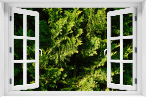 Fototapeta Naklejka Na Ścianę Okno 3D - Background, texture of green cypress, evergreen thuja close-up. Photography of nature.