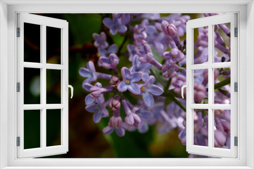 Fototapeta Naklejka Na Ścianę Okno 3D - Blooming Lilac Flowers