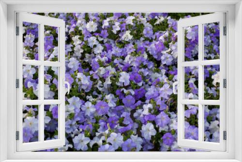 Fototapeta Naklejka Na Ścianę Okno 3D - Floral background of purple blooming petunias. Field of violet petunias flowers, top view. Petunia pattern close up