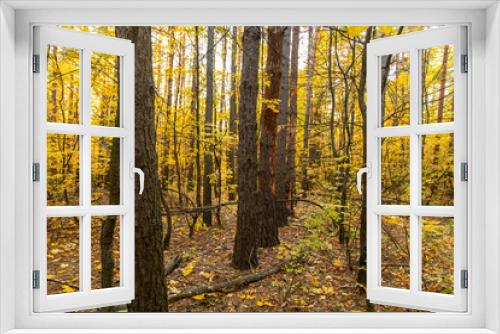 Fototapeta Naklejka Na Ścianę Okno 3D - Trees in the forest in autumn.