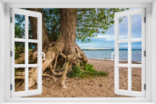 Fototapeta Naklejka Na Ścianę Okno 3D - Bäume an der Ostseeküste bei Wismar