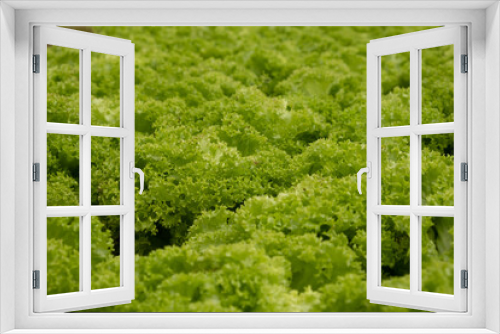Fototapeta Naklejka Na Ścianę Okno 3D - Fresh green lettuce ready to harvest from hydroponic installation in the green house