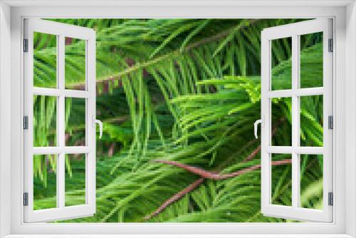 Fototapeta Naklejka Na Ścianę Okno 3D - Close-up of a lush pine tree and pine branches and leaves in the park