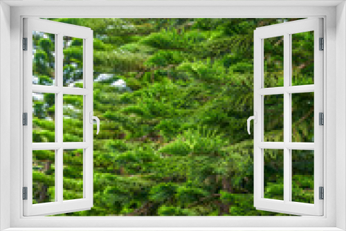 Fototapeta Naklejka Na Ścianę Okno 3D - Close-up of a lush pine tree and pine branches and leaves in the park