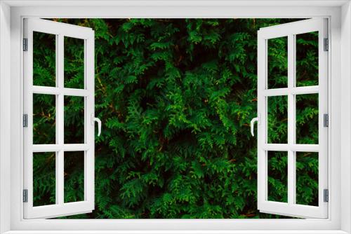 Fototapeta Naklejka Na Ścianę Okno 3D - Abstract green thuja