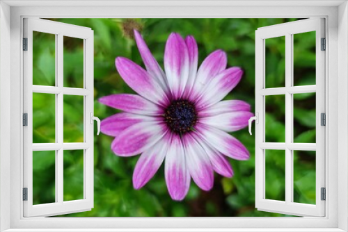 Fototapeta Naklejka Na Ścianę Okno 3D - pink cosmos flower