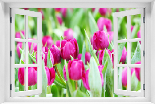 Fototapeta Naklejka Na Ścianę Okno 3D - Purple tulips