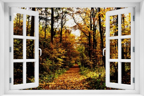 Fototapeta Naklejka Na Ścianę Okno 3D - Blick auf einen Weg in einen Herbstwald Bäume voll mit gefärbten Blättern Betrachter am Anfang des Weges