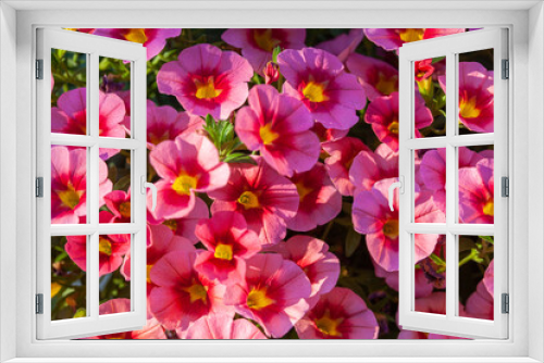 Fototapeta Naklejka Na Ścianę Okno 3D - Floral background with bright pink calibrachoa with yellow throat. Summer floral background