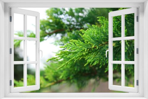 Fototapeta Naklejka Na Ścianę Okno 3D - Beautiful green thuja branches outdoors, closeup. Coniferous tree