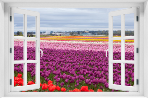 Fototapeta Naklejka Na Ścianę Okno 3D - Colorful tulip field