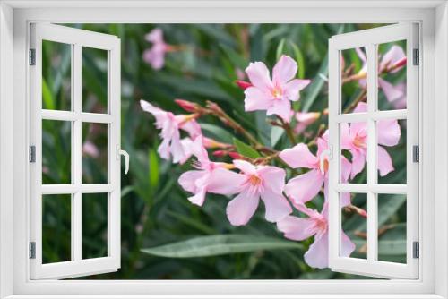 Fototapeta Naklejka Na Ścianę Okno 3D - Blume im Blumenfeld
