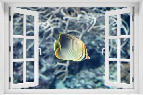 Fototapeta Naklejka Na Ścianę Okno 3D - 魚