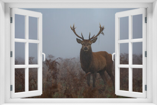 Fototapeta Naklejka Na Ścianę Okno 3D - Red deer stag in the fog on a misty morning, moss hanging from antlers